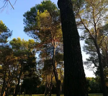 Rovinj,za auto kamp veliko zemljište,stoljetna šuma - cover