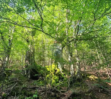 Gorski kotar, Mrkopalj - mlada bukova šuma - cover