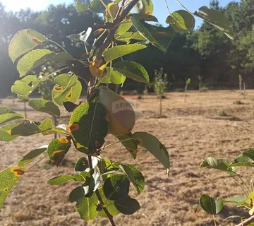 Istra,Krnica-poljoprivredno zemljište-imanje za OPG ili uzgoj životinja - cover