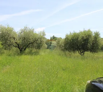 Lijepi maslinik u Taru s pogledom na more - cover