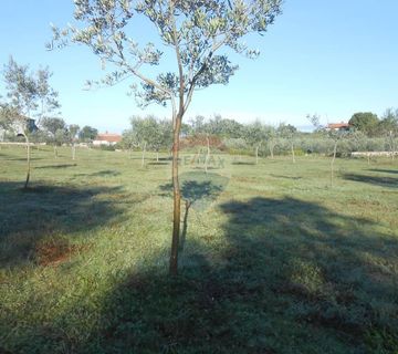 Istra, Vodnjan, Galižana, veliko zemljište sa maslinama na rubu urbanizacije - cover
