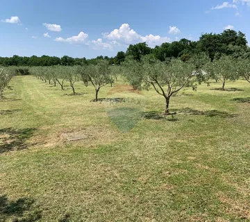 Muntić, lijepi maslinik od 7208 m2 - cover