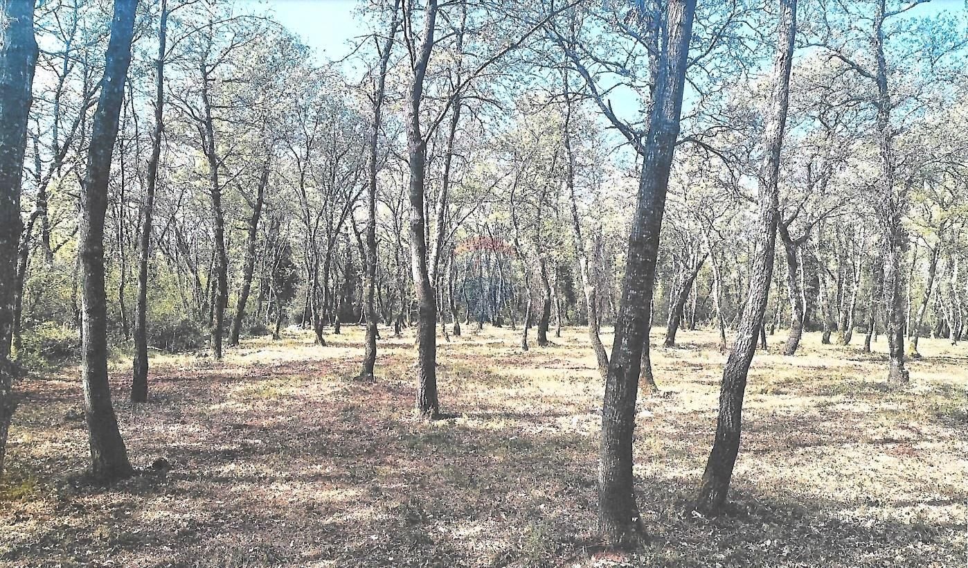 Fotografija