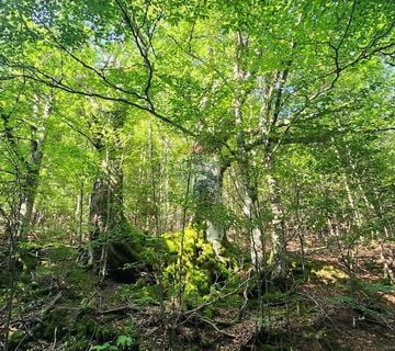 Gorski kotar, Mrkopalj - mlada bukova šuma - cover