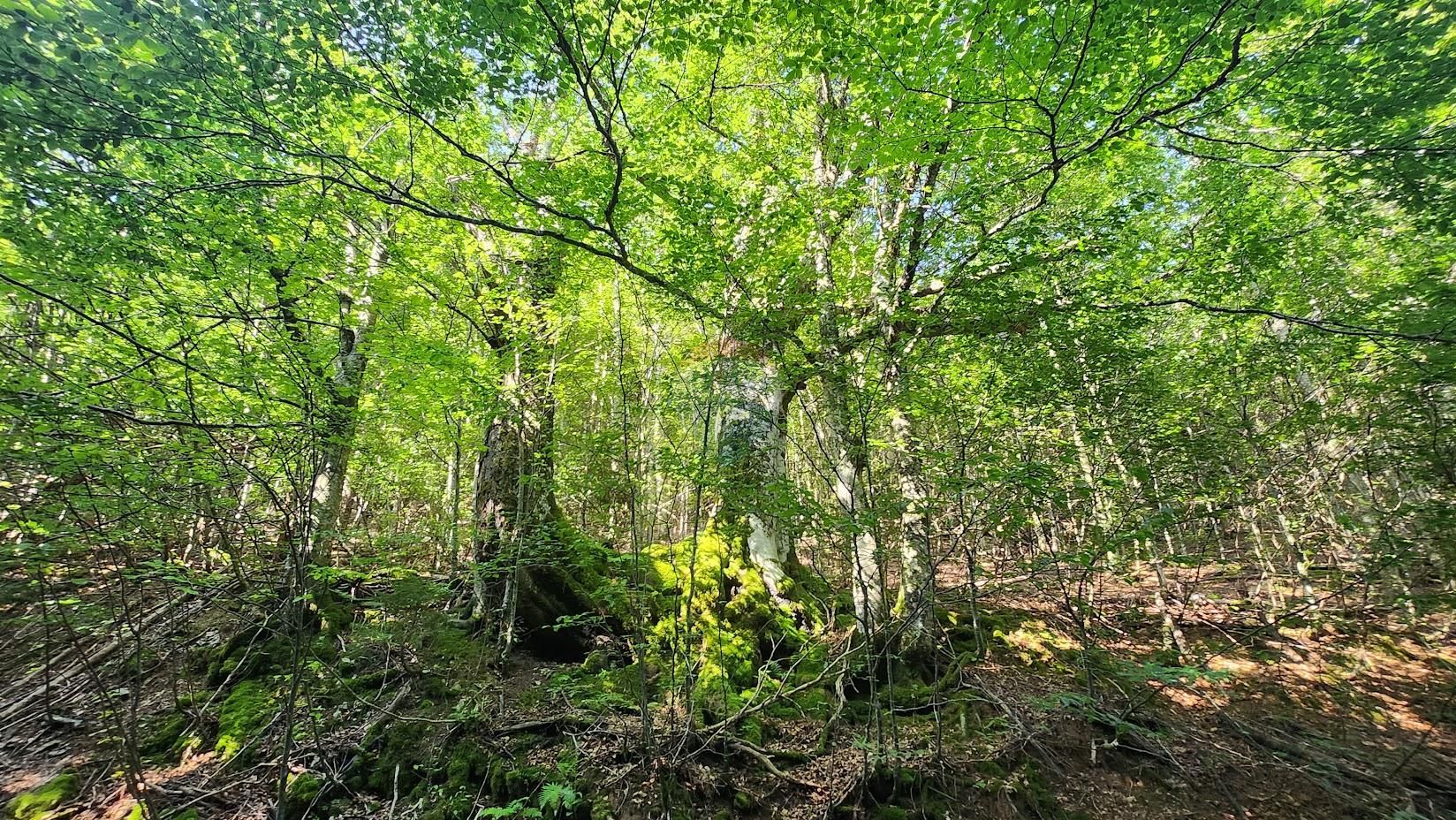 Fotografija