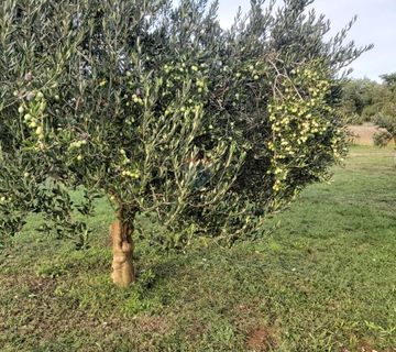 Istra, Svetvinčenat okolica - poljoprivredno zemljište sa 140 maslina - cover