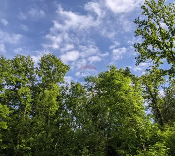 Istra, Rovinjsko Selo - šuma  - cover