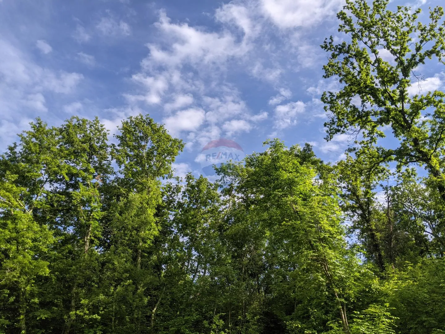 Istra, Rovinjsko Selo - šuma  - cover