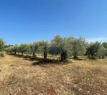 Poreč: Ograđeni maslinik sa 60 starih maslina  - cover