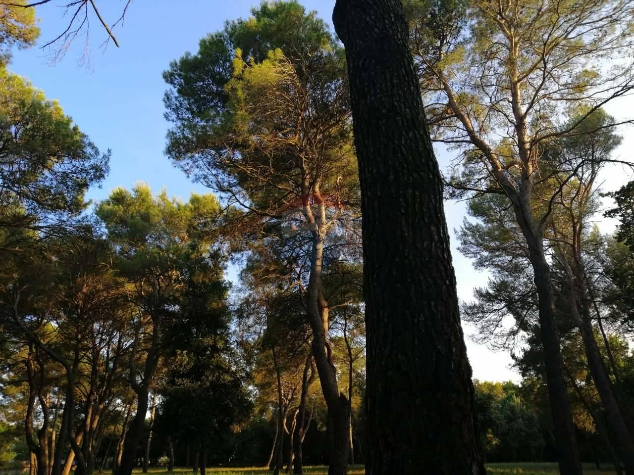 Fotografija