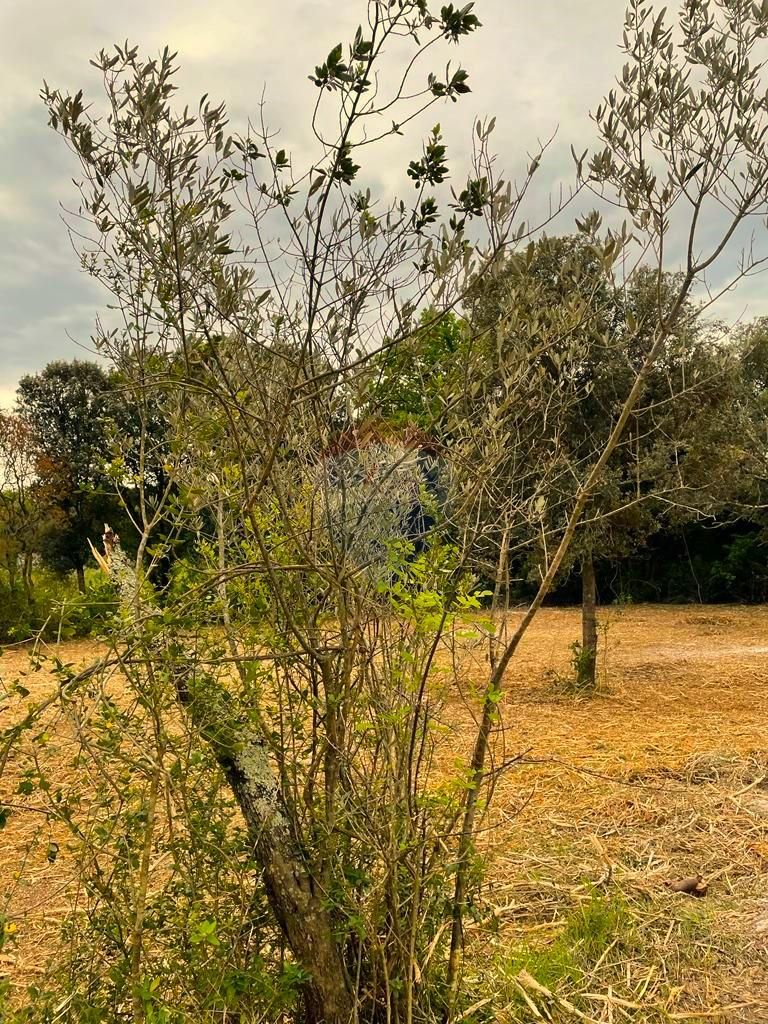 Fotografija