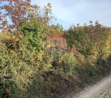 Istra, Fažana okolica, 4 poljoprivredne parcele - cover