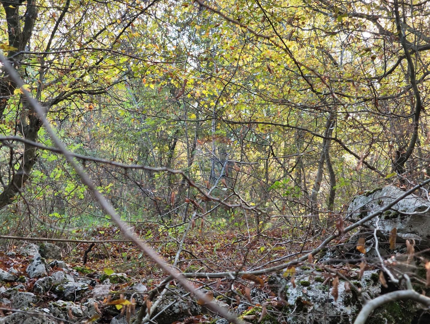 Fotografija