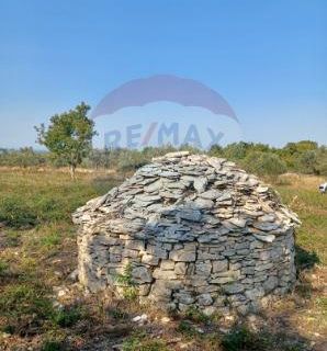 Istra, Galižana, maslinik sa kažunom  - cover