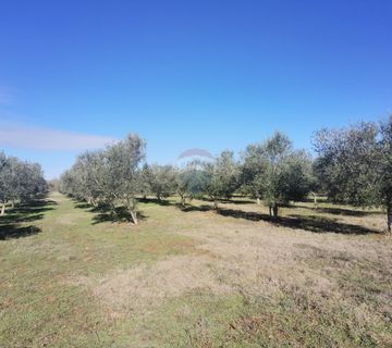 Istra,Vodnjan - maslinik ekološkog uzgoja  -175 maslina - cover