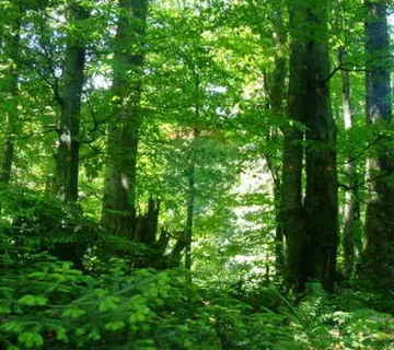 Istra, Bale, poljoprivredno zemljište - cover