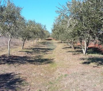Umag, poljoprivredni teren, atraktivna lokacija blizu mora - cover