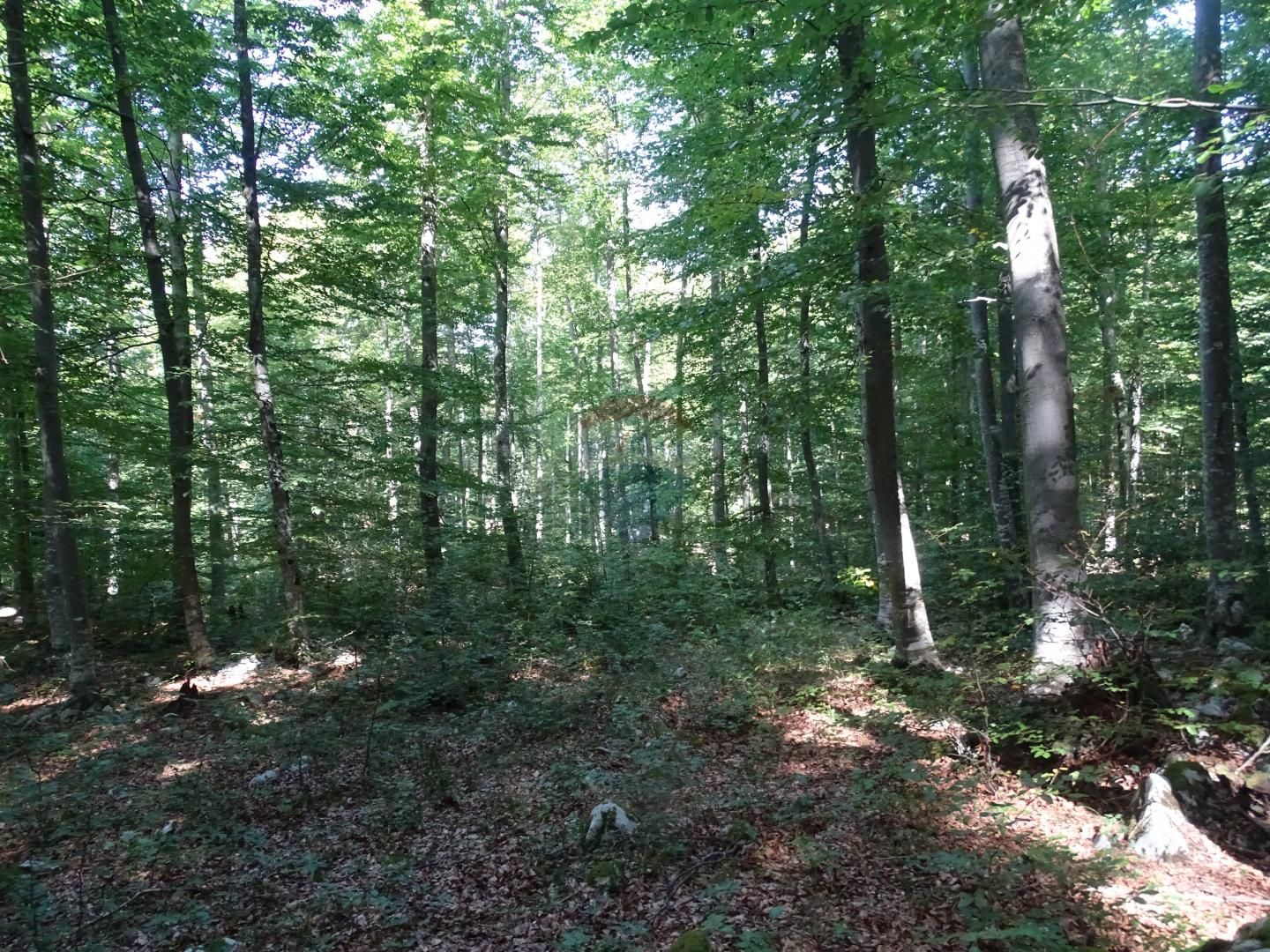 Fotografija