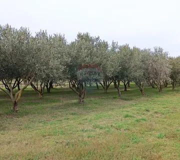 Pula, okolica, maslinik i vinograd površine 6680m2 - cover