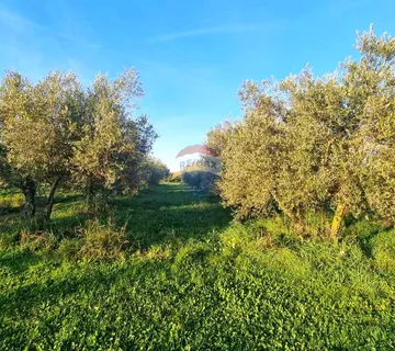 Istra,Umag-Maslinik s 25 rodnih maslina - cover