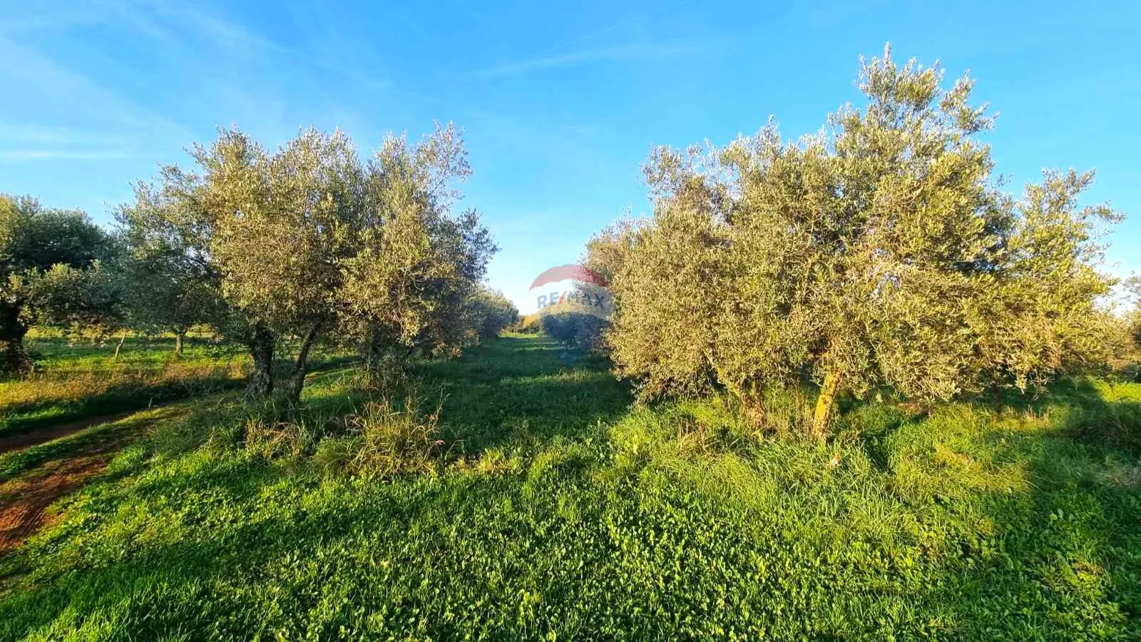 Istra,Umag-Maslinik s 25 rodnih maslina - cover