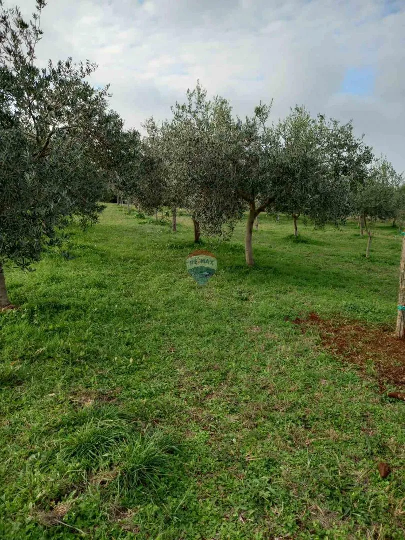 Istra, Juršići, maslinik sa 145 maslina - cover