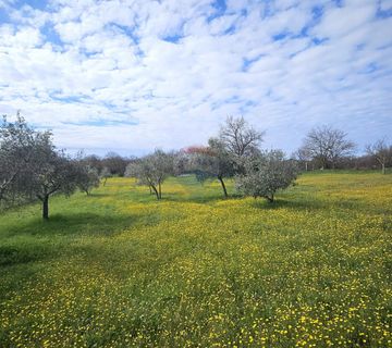 Istra, Umag okolica- građevinsko zemljište - cover