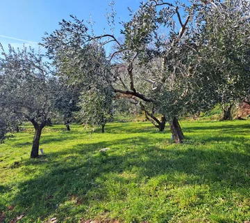 Mošćenice,poljoprivredno zemljište,maslinik - cover