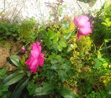 Jastrebarsko, Velika Jamnička, poljoprivredno zemljište 4800m2 - cover