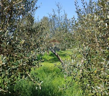 Istra, Rovinj, okolica- maslinik uz glavni put, odlična lokacija - cover