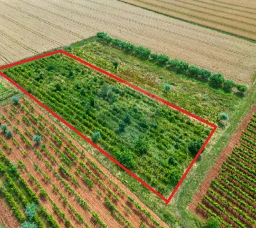 Rovinj,2440m2 poljoprivredno Gripole-Turnina - cover