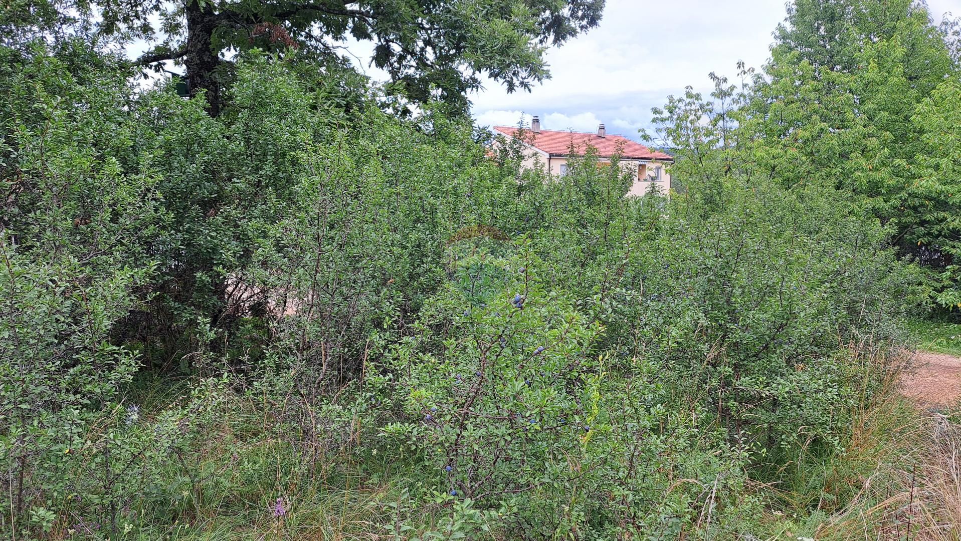 Fotografija
