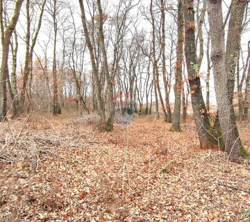 Istra,Umag,okolica,Hrastova šuma - cover