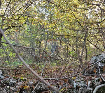 Grad Krk, uža okolica - prodaje se šuma koja se prostire na 19970m2 - cover