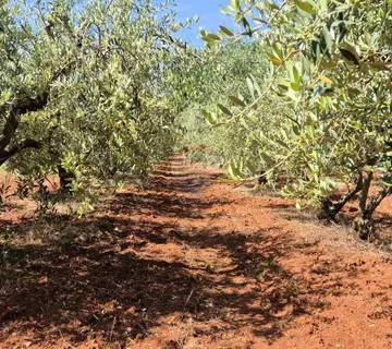 Istra, Kaštelir okolica maslinik na osami - cover
