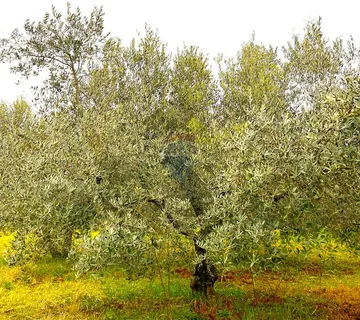 Umag okolica, maslinik, rub naselja - cover