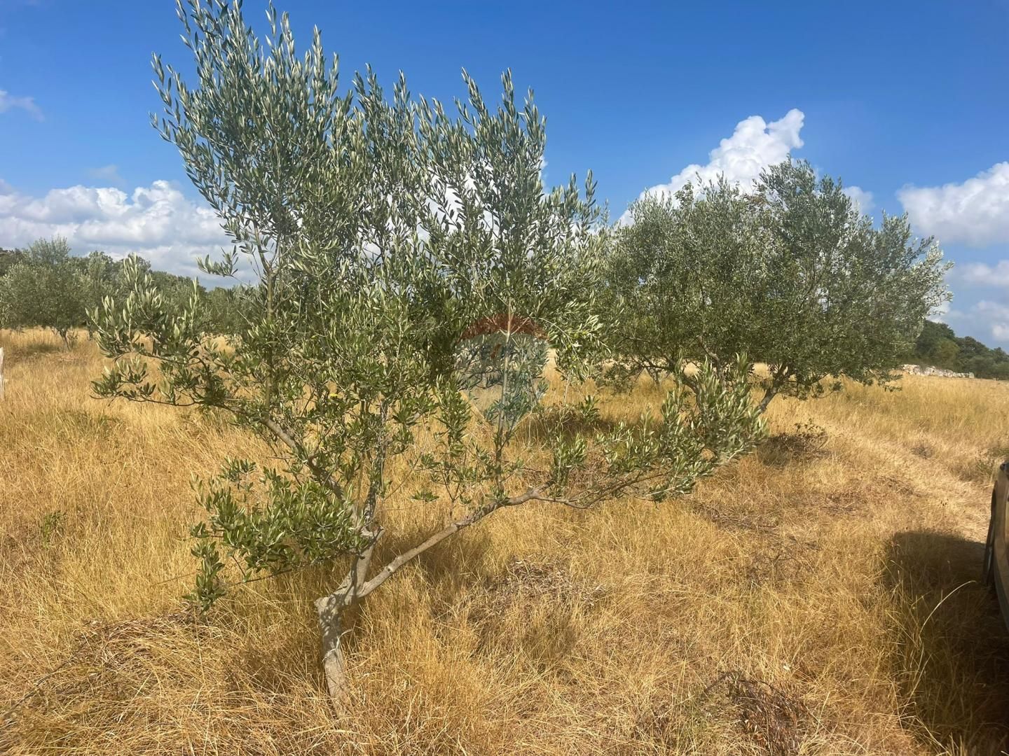 Fotografija