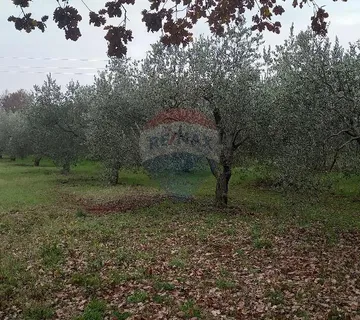 Pula,veliki maslinik u predgrađu, djelomično građevinsko zemljište - cover