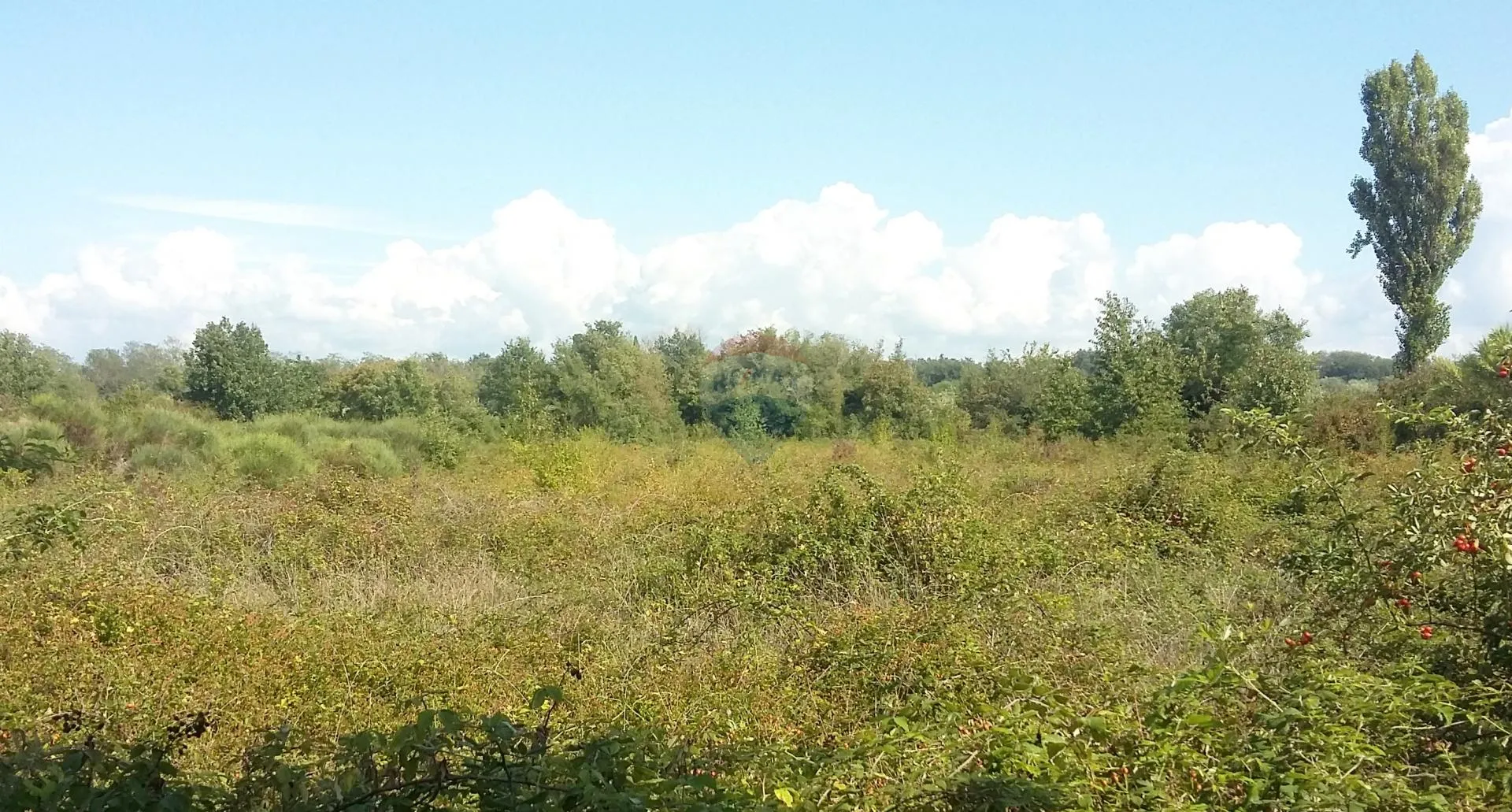 Istra, Umag, Lovrečica - poljoprivredno zemljište 150 m od mora i plaže - cover