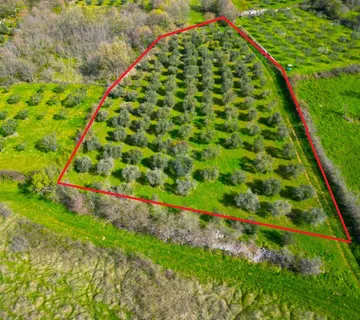 Istra,Rovinj-9km,maslinik u punom rodu-4000m2 - cover