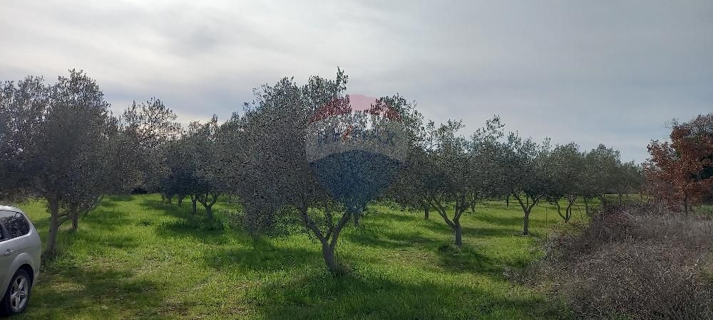 Istra, okolica Vodnjana, maslinik i pašnjak - cover