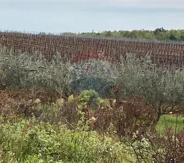 Poreč, okolica, poljoprivredno zemljište 30000m2 - cover