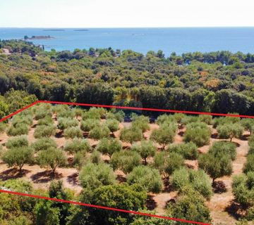 Rovinj,maslinik 3200m2,250m od mora - cover