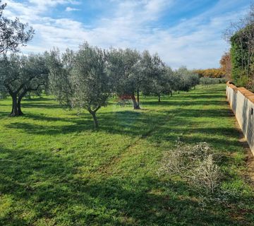 Muntić, lijepi maslinik od 7208 m2 - cover
