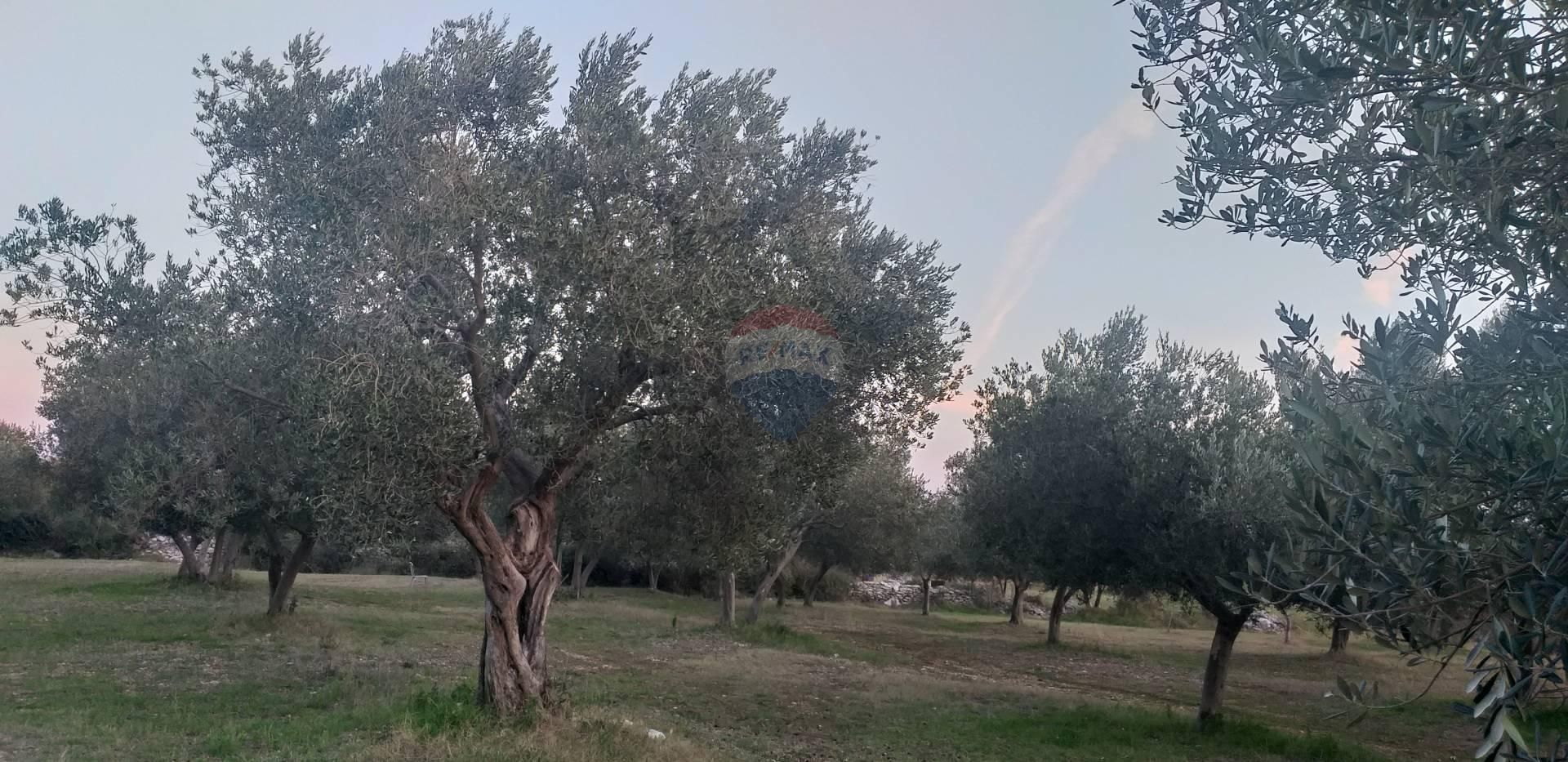 Fotografija