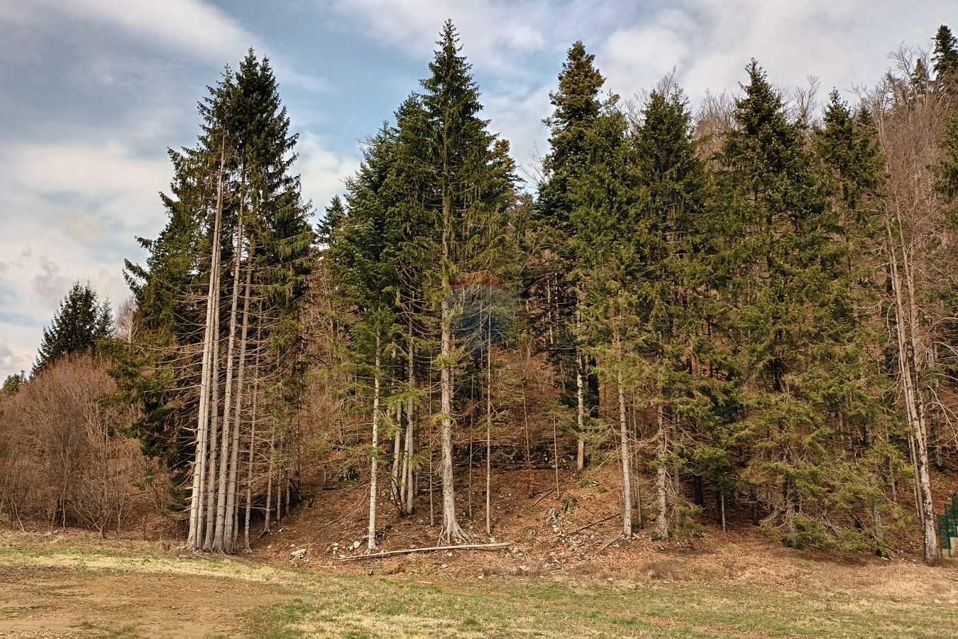 Fotografija