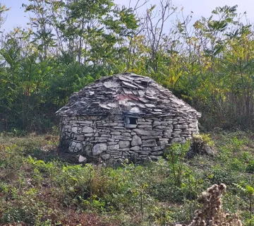 Istra, Galižana, maslinik sa kažunom  - cover