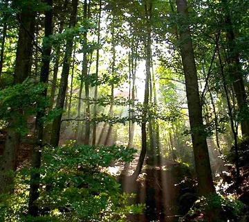 Istra,Rovinj-Šuma na Limskom kanalu  - cover