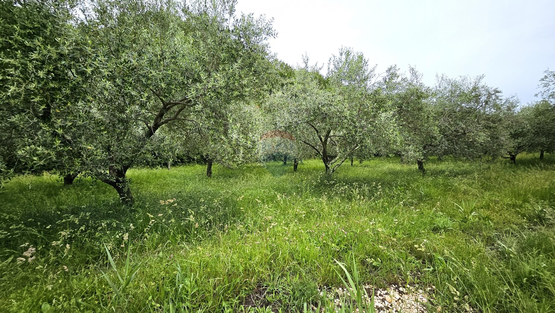 Fotografija