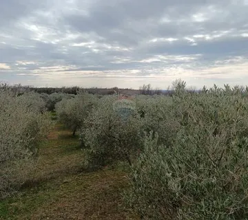 ISTRA,Vodnjan - maslinik sa 150 maslina - cover